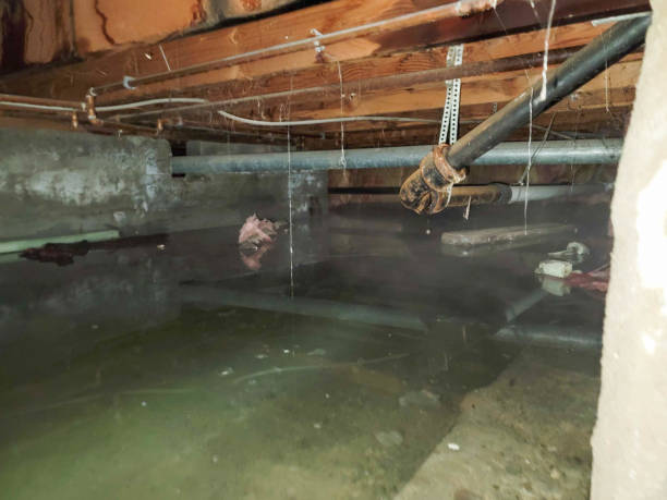 Best Mold removal after water damage  in Delisle, MS
